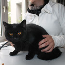 Zwei Kater beim Wiener Tierschutzverein ausgesetzt: Bud und Terrence