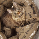 Kater vermisst
