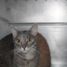 Sechs ausgesetzte Katzen landen beim WTV: Romeo & Julia und vier Kitten