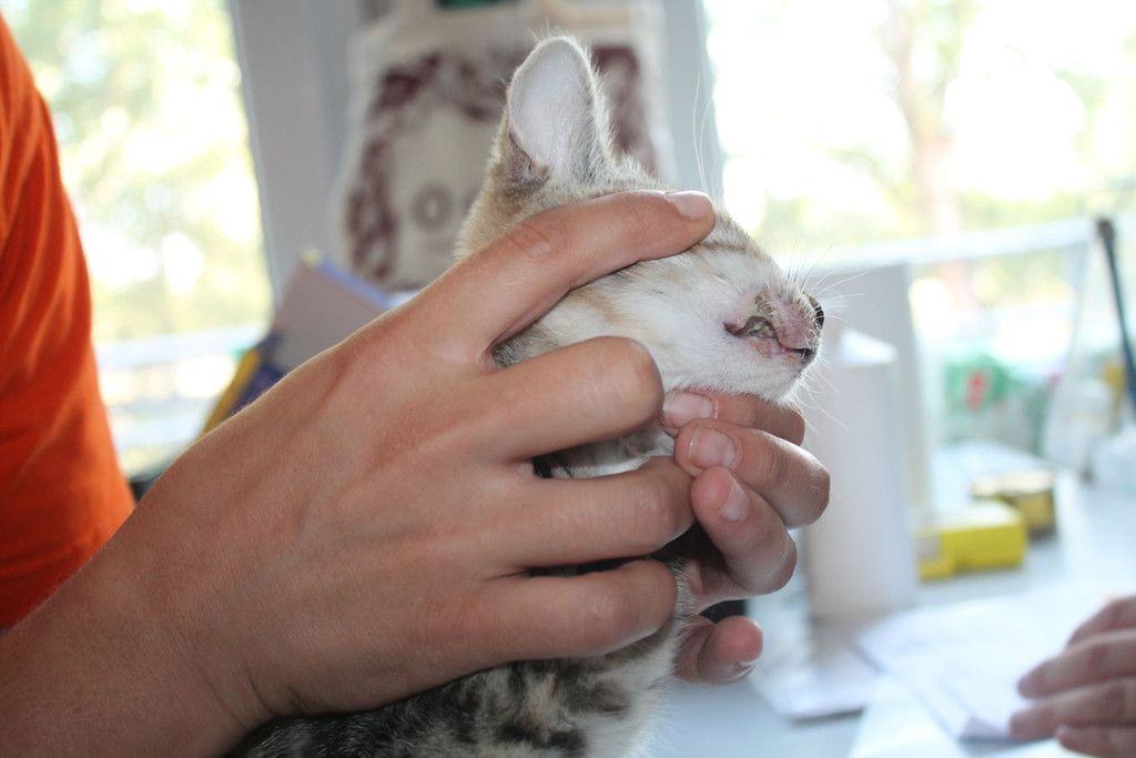 Kitten_NEU_1.jpg