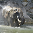 Schönbrunner Elefanten genießen das neue Badebecken