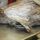 Junger Schwan mit Handicap aus Wien-Donaustadt wird beim WTV behandelt