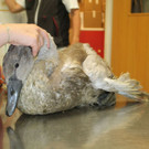 Schwan_2.jpg