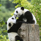 Panda-Zwillinge im Tiergarten Schönbrunn feiern ersten Geburtstag