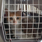 Elf Babykätzchen samt Mutter bei Bruthitze in Vösendorf "entsorgt"