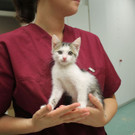 Kitten_4.jpg