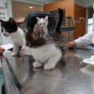 Katzen- und Hundebabys gefunden