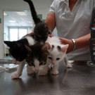 Katzenbabys_3.jpg