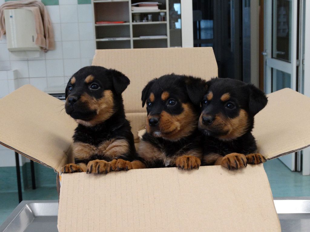 Rottweilerwelpen_1.jpg