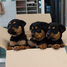 Rottweilerwelpen_1.jpg
