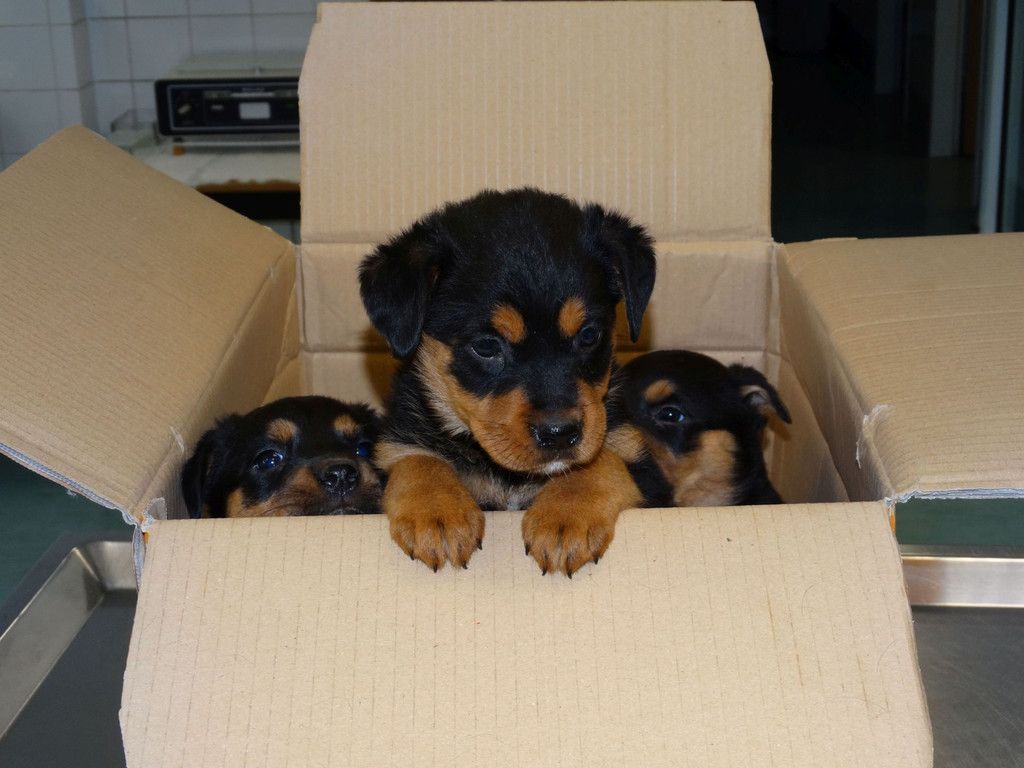 Rottweilerwelpen_2.jpg
