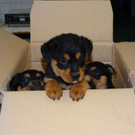 Rottweilerwelpen_2.jpg