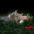 Wildpark Feldkirch