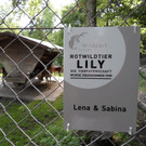 KOE_Wildark Patenschaft Hirschtier Lily 3.jpg