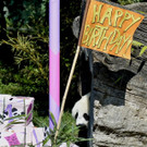 Panda-Zwillinge feiern ersten Geburtstag in Wien