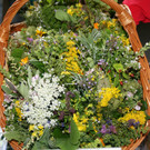 Ein bet__rendes Kr__uteraroma __berzog den Kirchplatz.JPG