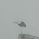 IMG_8884.JPG