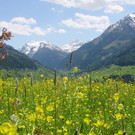 bild-wiese_800x459.JPG