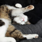 Camaro 1,5 Jahre Alter Kater
