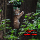 Wildpark Feldkirch