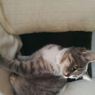 Katze