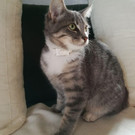 Katze