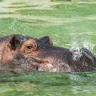 Flusspferde im Tiergarten Schönbrunn bekommen neues Badebecken
