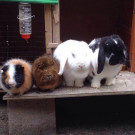 Die flauschigen Schützlinge
