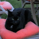 Kater Leo