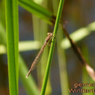 Libellen und Falter im Winkla
