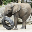 Tiergarten Schönbrunn: Elefantenmädchen Iqhwa wird wird vier Jahre alt