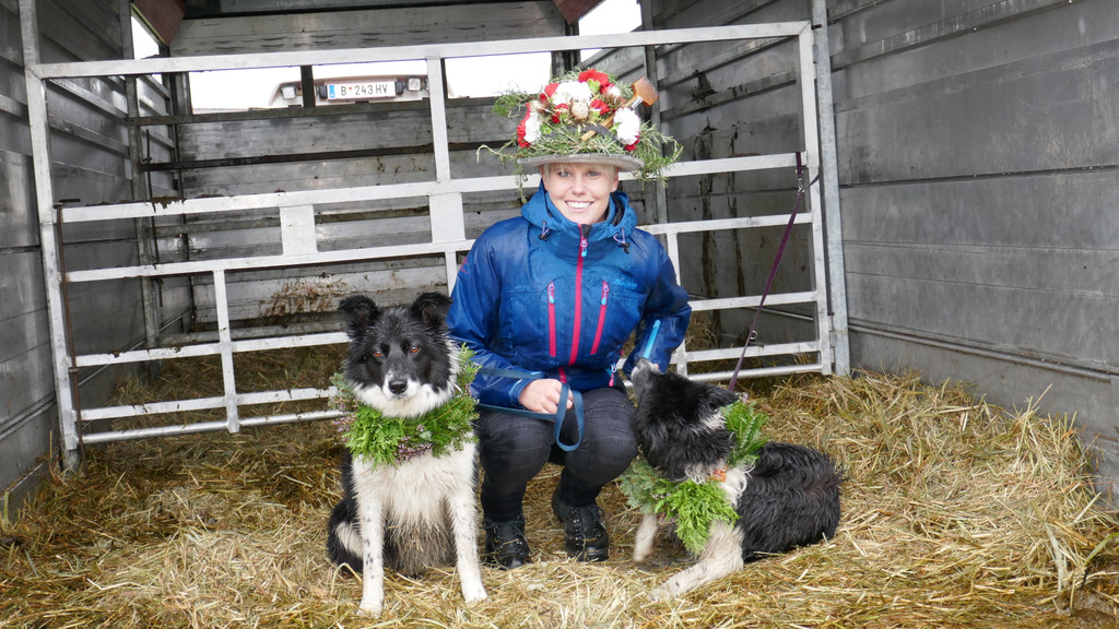 Alpabtrieb 2017 _42_.JPG