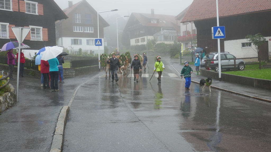 Alpabtrieb 2017 _8_.JPG