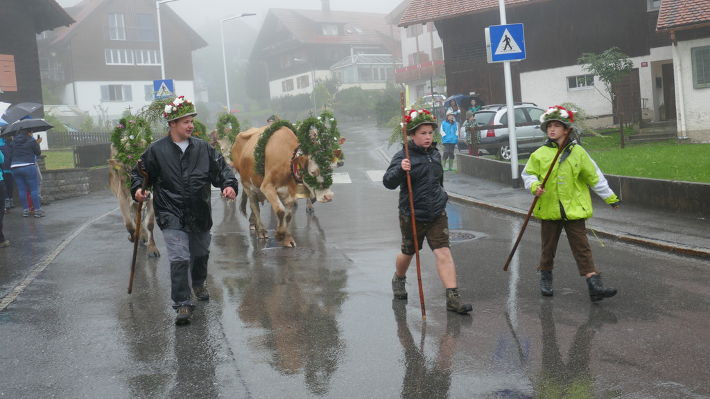 Alpabtrieb 2017 _9_.JPG