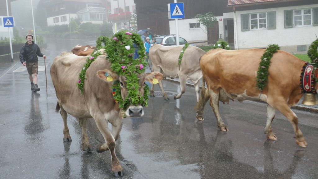 Alpabtrieb 2017 _10_.JPG