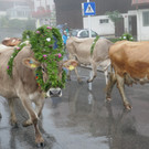 Alpabtrieb 2017 _10_.JPG