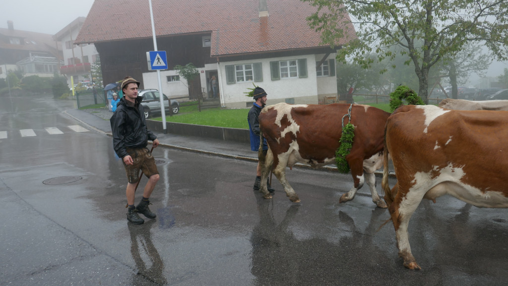 Alpabtrieb 2017 _11_.JPG