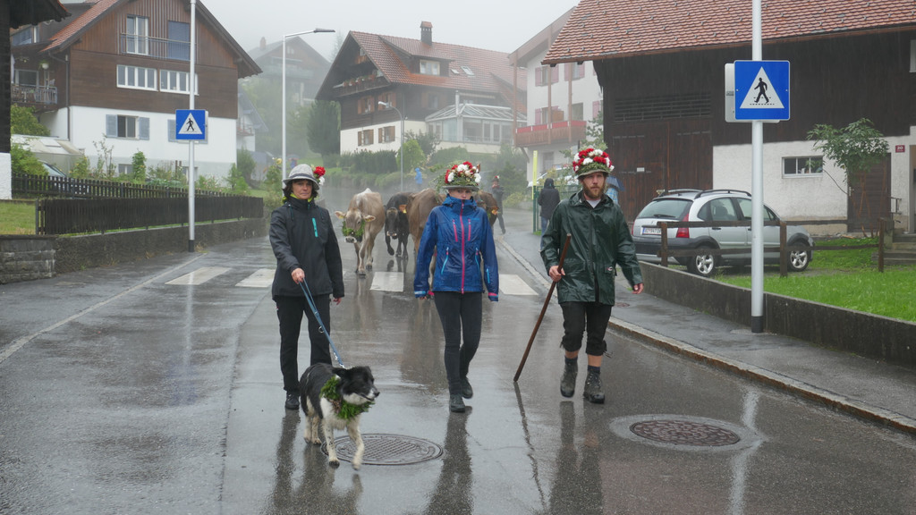 Alpabtrieb 2017 _15_.JPG