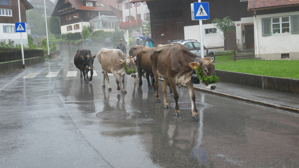 Alpabtrieb 2017 _18_.JPG