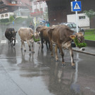 Alpabtrieb 2017 _18_.JPG