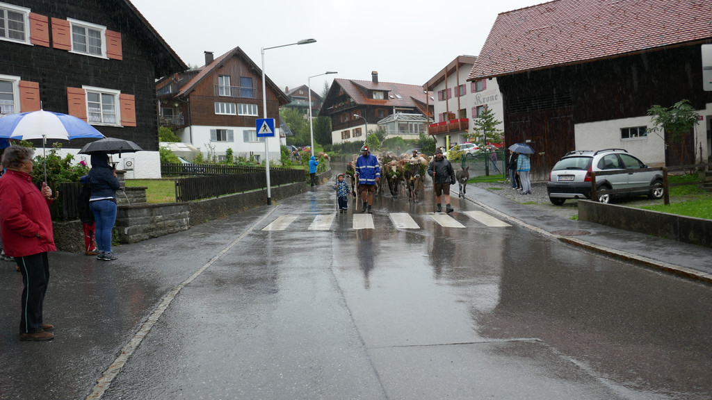 Alpabtrieb 2017 _21_.JPG