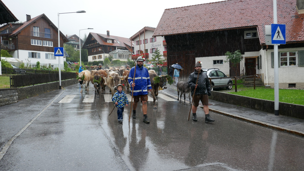 Alpabtrieb 2017 _22_.JPG