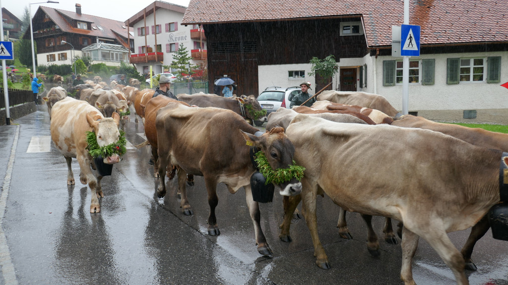 Alpabtrieb 2017 _23_.JPG