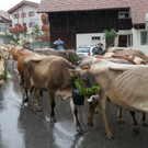 Alpabtrieb 2017 _23_.JPG