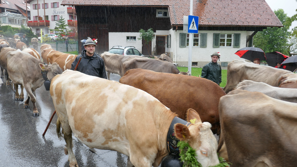 Alpabtrieb 2017 _24_.JPG