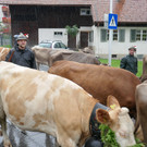 Alpabtrieb 2017 _24_.JPG