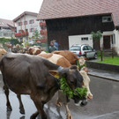 Alpabtrieb 2017 _25_.JPG