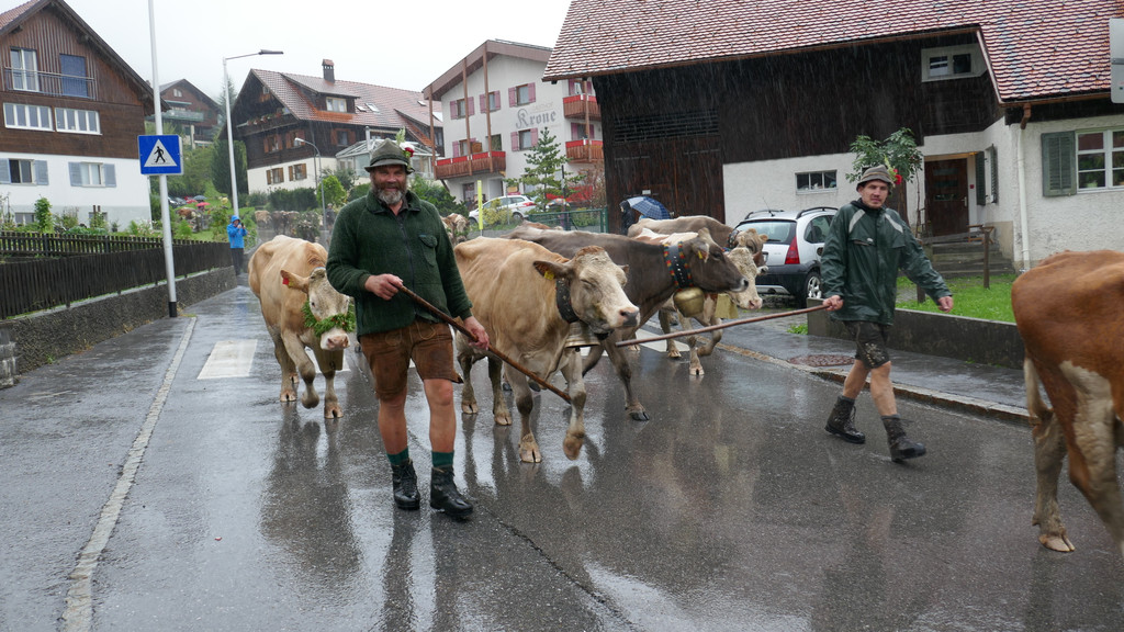 Alpabtrieb 2017 _26_.JPG