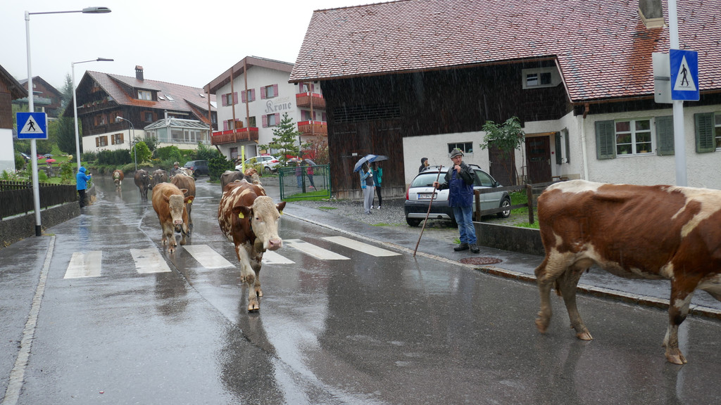 Alpabtrieb 2017 _27_.JPG