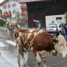 Alpabtrieb 2017 _28_.JPG